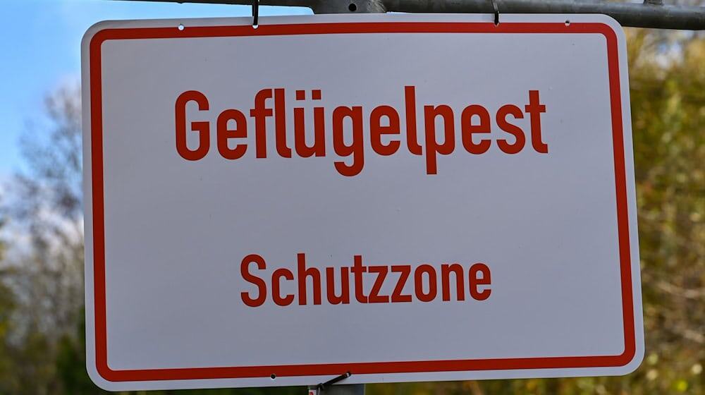 Im Landkreis Märkisch-Oderland sind weitere Geflügelbetriebe mit zehntausenden Tieren von der Vogelgrippe betroffen. (Archivbild) / Foto: Patrick Pleul/dpa-Zentralbild/dpa Im Landkreis Märkisch-Oderland sind weitere Geflügelbetriebe mit zehntausenden Tieren von der Vogelgrippe betroffen. (Archivbild) / Foto: Patrick Pleul/dpa-Zentralbild/dpa