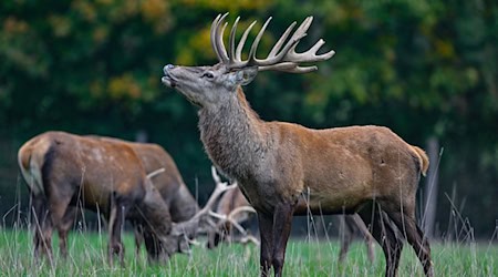 Der Hirsch buhlt um die Gunst der Weibchen. (Archivbild) / Foto: Patrick Pleul/dpa