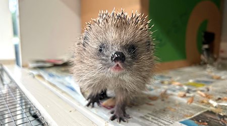 Die Auffangstation für Igel in Berlin-Hermsdorf ist auch in diesem Jahr überfüllt. / Foto: Claudia Buse/dpa