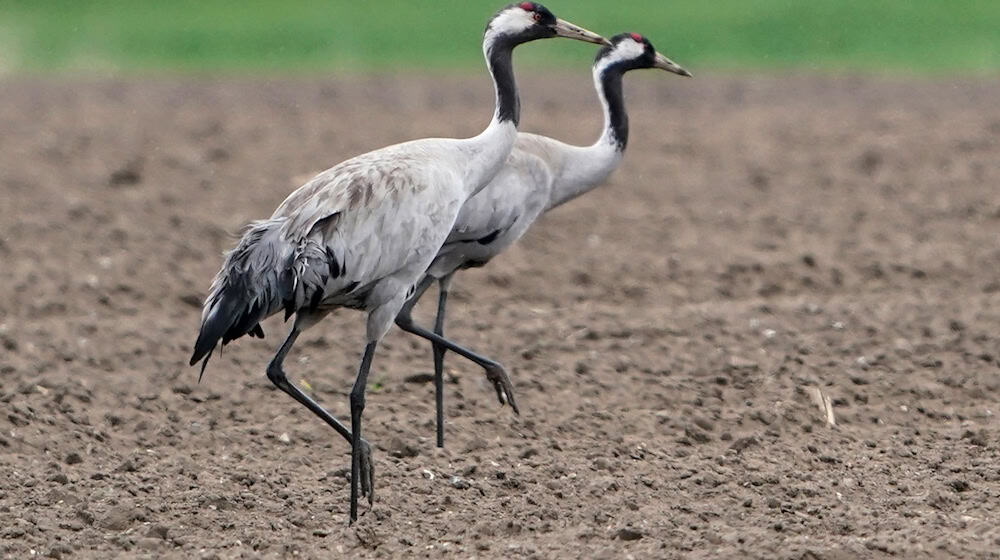 Das Vogelgrippe-Virus ist bei zwei verendeten Kranichen in Berlin nachgewiesen worden. (Archivbild) / Foto: Marcus Brandt/dpa Das Vogelgrippe-Virus ist bei zwei verendeten Kranichen in Berlin nachgewiesen worden. (Archivbild) / Foto: Marcus Brandt/dpa