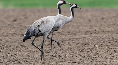 Das Vogelgrippe-Virus ist bei zwei verendeten Kranichen in Berlin nachgewiesen worden. (Archivbild) / Foto: Marcus Brandt/dpa Das Vogelgrippe-Virus ist bei zwei verendeten Kranichen in Berlin nachgewiesen worden. (Archivbild) / Foto: Marcus Brandt/dpa