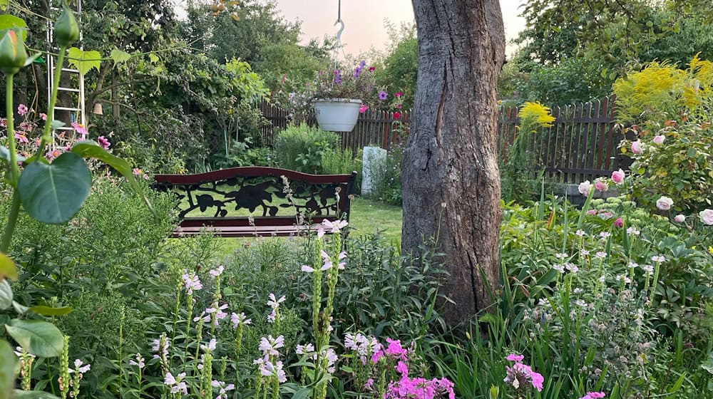 Sieger im Landeswettbewerb 2025 wurde die Kleingartenanlage «Bornholm I» in Prenzlauer Berg. / Foto: Nicole Schuldt/Landesverband Berlin der Gartenfreunde e. V./dpa
