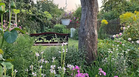 Sieger im Landeswettbewerb 2025 wurde die Kleingartenanlage «Bornholm I» in Prenzlauer Berg. / Foto: Nicole Schuldt/Landesverband Berlin der Gartenfreunde e. V./dpa