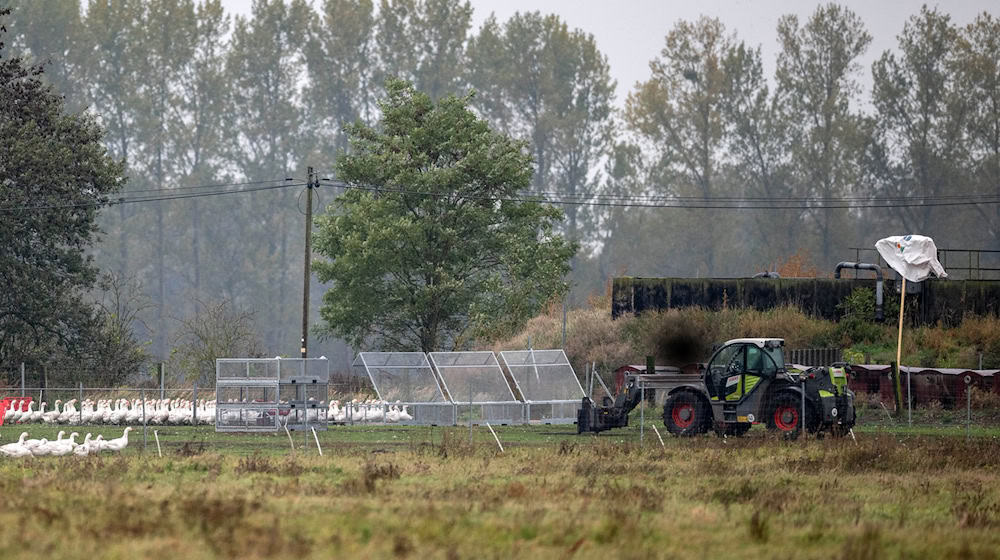 Um die 5.000 Gänse des Spargelhofs Kremmen müssen wegen der Vogelgrippe getötet werden. Sie kommen zunächst in Gitterboxen.  / Foto: Christophe Gateau/dpa