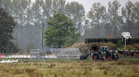 Um die 5.000 Gänse des Spargelhofs Kremmen müssen wegen der Vogelgrippe getötet werden. Sie kommen zunächst in Gitterboxen.  / Foto: Christophe Gateau/dpa