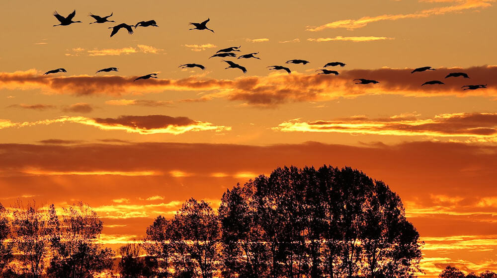 Der Herbstzug der Kraniche ist normalerweise ein Naturschauspiel im Linumer Teichland - jetzt erlebt der kleine Ort im Nordwesten Brandenburgs wegen der Vogelgrippe einen herben Rückschlag.  (Archivbild) / Foto: Bodo Marks/dpa