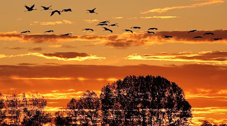 Der Herbstzug der Kraniche ist normalerweise ein Naturschauspiel im Linumer Teichland - jetzt erlebt der kleine Ort im Nordwesten Brandenburgs wegen der Vogelgrippe einen herben Rückschlag.  (Archivbild) / Foto: Bodo Marks/dpa