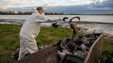 Tote Kraniche kommen in eine Traktorschaufel und später zur Beseitigung in Container. (Archivbild) / Foto: Christophe Gateau/dpa Tote Kraniche kommen in eine Traktorschaufel und später zur Beseitigung in Container. (Archivbild) / Foto: Christophe Gateau/dpa