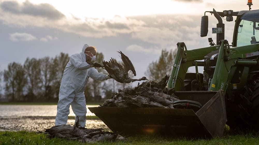 Unzählige Kraniche sind im Nordwesten Brandenburgs an der Vogelgrippe gestorben und mussten beseitigt werden.  / Foto: Christophe Gateau/dpa Unzählige Kraniche sind im Nordwesten Brandenburgs an der Vogelgrippe gestorben und mussten beseitigt werden.  / Foto: Christophe Gateau/dpa