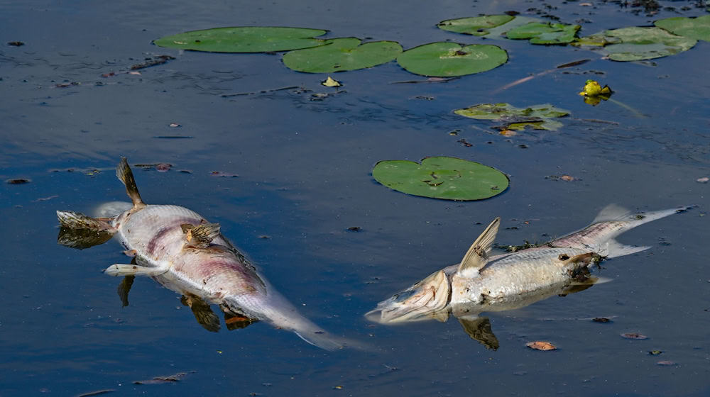 Vor drei Jahren trieben auf der Oder tonnenweise toter Fische. (Archivbild) / Foto: Patrick Pleul/dpa