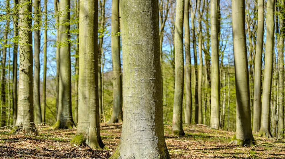 Durch den alten Buchenwald Grumsin wandern? Das jetzt auch mit neuer Audio-Tour möglich. (Archivbild) / Foto: Patrick Pleul/dpa-Zentralbild/dpa
