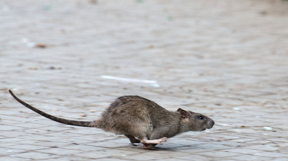 Viele tausend Meldungen zu Ratten gehen jedes Jahr bei den Berliner Bezirken ein. (Archivbild) / Foto: Bernd von Jutrczenka/dpa/dpa-tmn