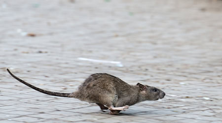 Viele tausend Meldungen zu Ratten gehen jedes Jahr bei den Berliner Bezirken ein. (Archivbild) / Foto: Bernd von Jutrczenka/dpa/dpa-tmn