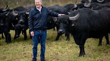 Ausflug zu den Wasserbüffeln - Ex-Bundeskanzler Scholz schaute sich ein Agrar- und Naturschutzprojekt bei Werder an der Havel an. / Foto: Fabian Sommer/dpa