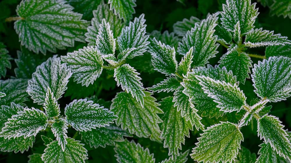 In Berlin und Brandenburg droht in der Nacht auf Sonntag verbreitet Frost. (Archivbild) / Foto: Patrick Pleul/dpa