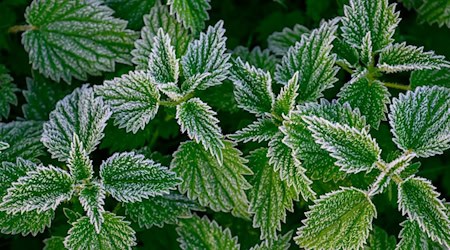 In Berlin und Brandenburg droht in der Nacht auf Sonntag verbreitet Frost. (Archivbild) / Foto: Patrick Pleul/dpa