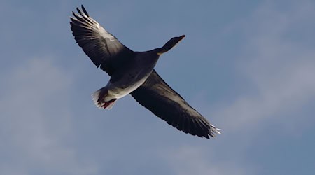 Im Trebbiner Ortsteil Glau (Kreis Teltow-Fläming) wurde eine taumelnde Wildgans erlegt und untersucht: Sie war mit dem Geflügelpest-Erreger infiziert. (Symbolbild) / Foto: Robert Michael/dpa-Zentralbild/dpa