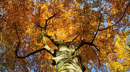 Der Reformationstag bietet in Brandenburg Spaziergehwetter. (Archivbild) / Foto: Patrick Pleul/dpa Der Reformationstag bietet in Brandenburg Spaziergehwetter. (Archivbild) / Foto: Patrick Pleul/dpa