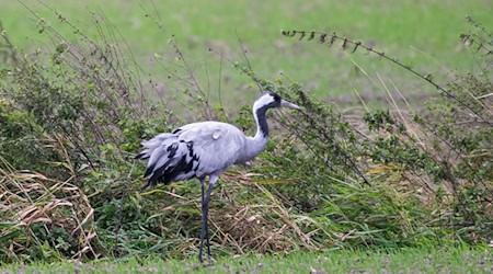 Die Vogelgrippe bedroht die Kraniche im Rastgebiet an den Linumer Teichen.  / Foto: Christophe Gateau/dpa
