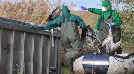 In Ostdeutschland werden derzeit vermehrt tote Kraniche gefunden. Sie sind Opfer der gefürchteten Vogelgrippe geworden. (Archivbild) / Foto: Matthias Bein/dpa