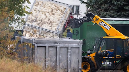 Unzählige Gänse und Enten mussten aufgrund des Vogelgrippe-Ausbruchs in Agrarbetrieben bereits getötet werden.  (Archivbild) / Foto: Christophe Gateau/dpa Unzählige Gänse und Enten mussten aufgrund des Vogelgrippe-Ausbruchs in Agrarbetrieben bereits getötet werden.  (Archivbild) / Foto: Christophe Gateau/dpa