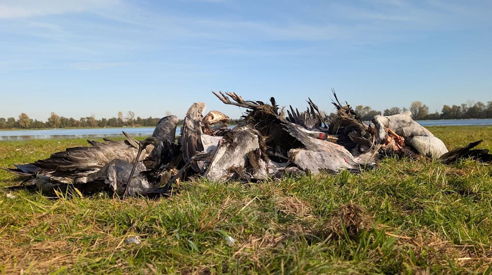 In einem wichtigen Rastgebiet für Zugvögel im Nordwesten Brandenburg sind massenhaft Kraniche an der Vogelgrippe gestorben. / Foto: Nobert Schneeweiß/Artenkompetenzzentrum Rhinluch/dpa
