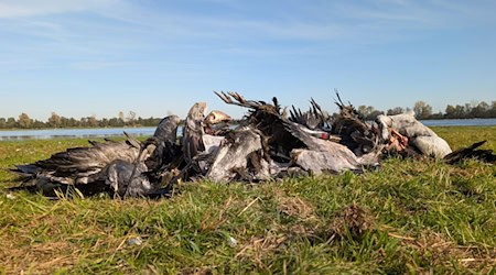 In einem wichtigen Rastgebiet für Zugvögel im Nordwesten Brandenburg sind massenhaft Kraniche an der Vogelgrippe gestorben. / Foto: Nobert Schneeweiß/Artenkompetenzzentrum Rhinluch/dpa