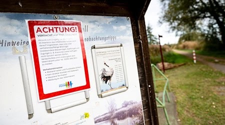 An der Vogelgrippe sind bereits viele Kraniche an den Linumer Teichen in Brandenburg gestorben. / Foto: Fabian Sommer/dpa