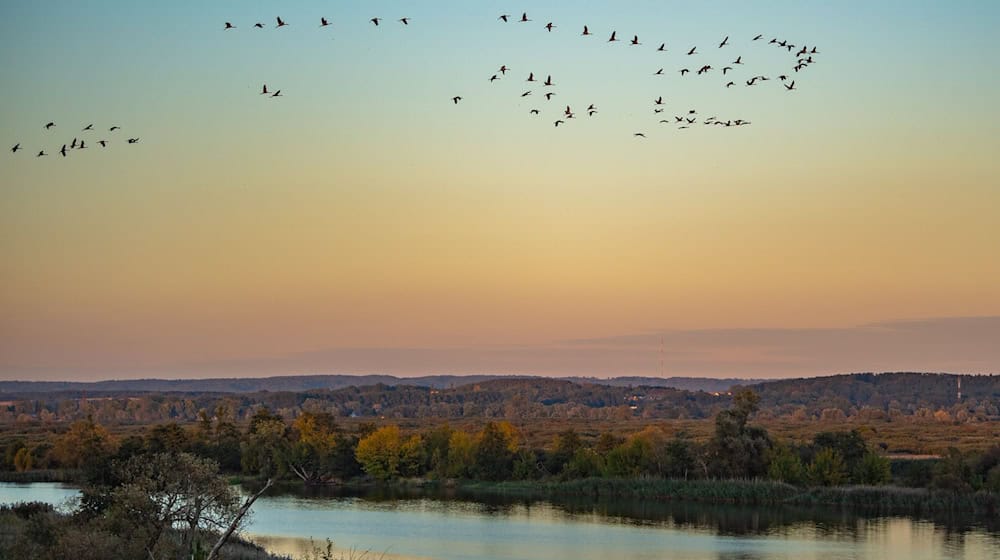Naturschauspiel Flussauenlandschaft: Kraniche fliegen über den Nationalpark Unteres Odertal. (Archivbild)  / Foto: Patrick Pleul/dpa-Zentralbild/dpa