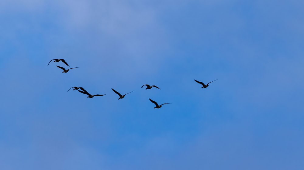In Berlin wurden zehn Fälle von Vogelgrippe nachgewiesen. (Symbolbild) / Foto: Frank Hammerschmidt/dpa In Berlin wurden zehn Fälle von Vogelgrippe nachgewiesen. (Symbolbild) / Foto: Frank Hammerschmidt/dpa