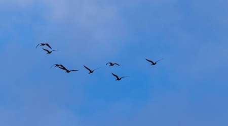 In Berlin wurden zehn Fälle von Vogelgrippe nachgewiesen. (Symbolbild) / Foto: Frank Hammerschmidt/dpa In Berlin wurden zehn Fälle von Vogelgrippe nachgewiesen. (Symbolbild) / Foto: Frank Hammerschmidt/dpa
