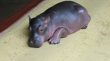 Das Flusspferd-Baby kam vor knapp zwei Wochen auf die Welt. / Foto: Zoo Berlin/Tierpark Berlin/dpa