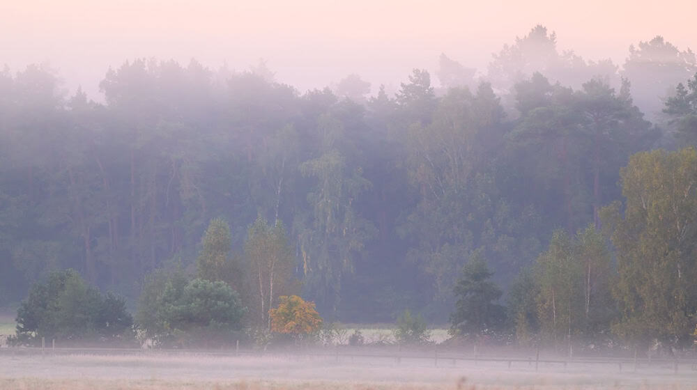 Die Nebelfelder lösen sich am Vormittag rasch auf. (Archivbild) / Foto: Patrick Pleul/dpa