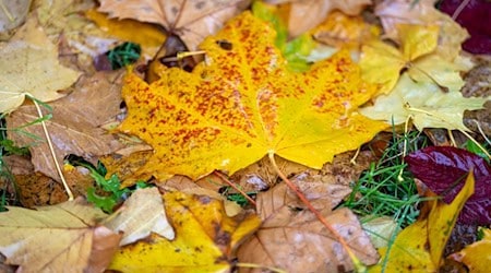 Wie war der Herbst? Nach der Berechnung des Deutschen Wetterdienstes fiel die Jahreszeit mild und sonnig aus. (Symbolbild) / Foto: Soeren Stache/dpa