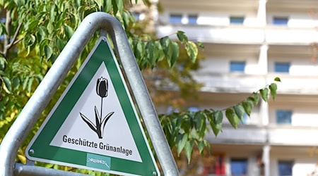 Laut dem neuen Klimaanpassungsgesetz soll es in Berlin mehr Bäume und mehr «Kühlinseln» in Form von Grünanlagen geben.  / Foto: Elisa Schu/dpa