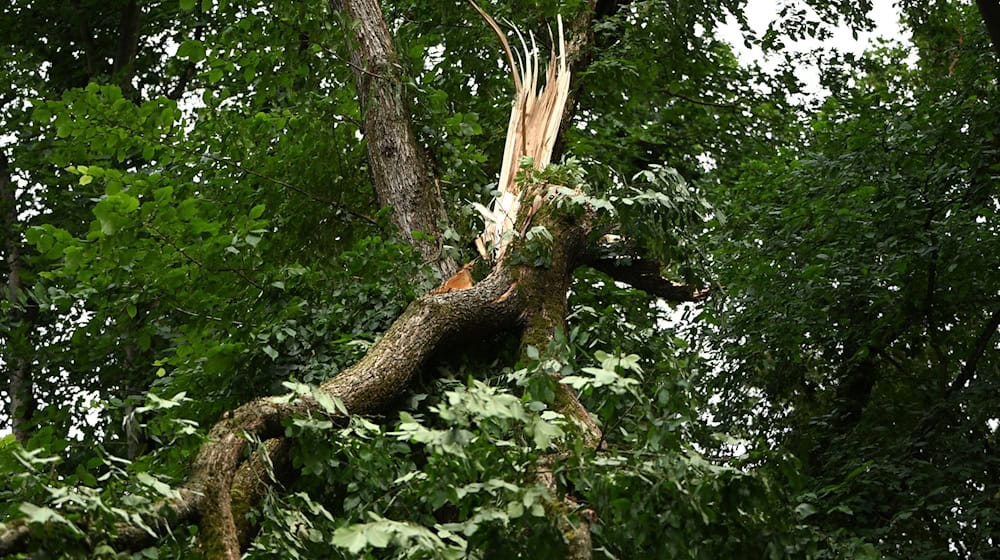 Schwere Stürme hatten im Sommer in den Berliner Wäldern schwere Schäden verursacht. (Archivbild) / Foto: Michael Brandt/dpa