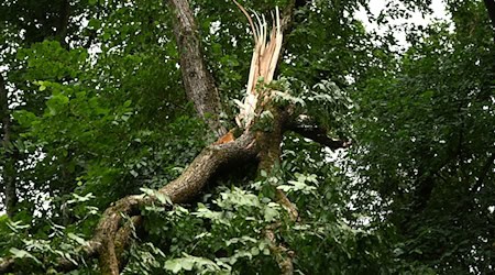 Schwere Stürme hatten im Sommer in den Berliner Wäldern schwere Schäden verursacht. (Archivbild) / Foto: Michael Brandt/dpa