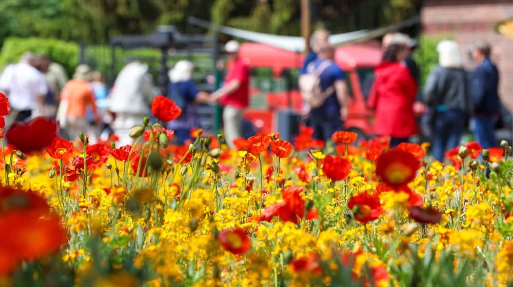 2022 lockte Beelitz um die 560.000 Besucher zur Landesgartenschau. (Archivbild) / Foto: Gerald Matzka/dpa