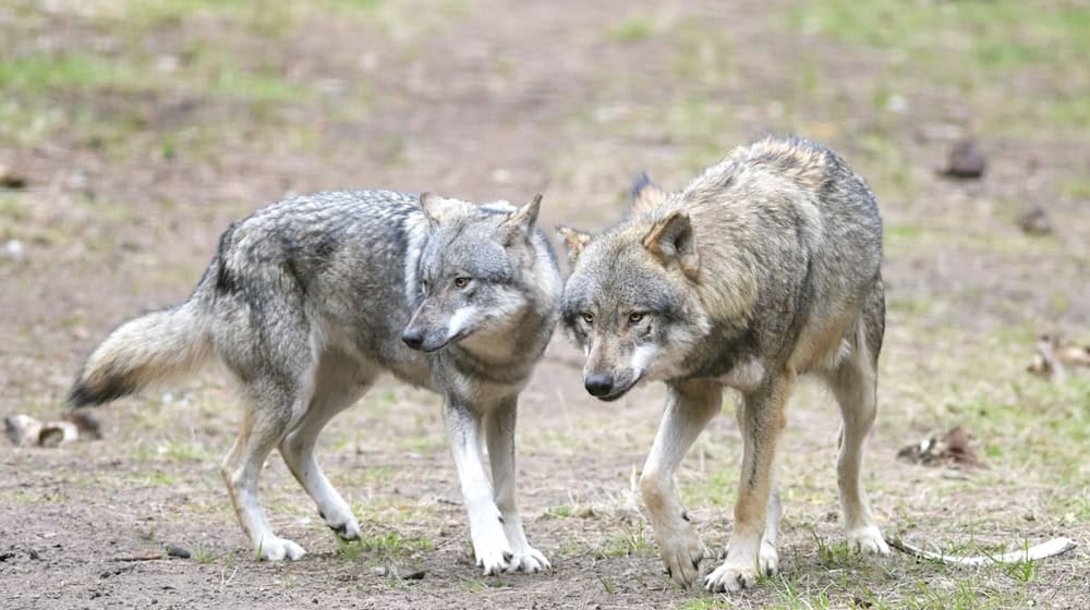 Im Umgang mit frei lebenden Wölfen in Brandenburg - hier sind Tiere eines Wildparks zu sehen - soll es 2026 wegen Weidetier-Rissen und Verunsicherung in der Bevölkerung neue Regelungen geben. (Archivbild) / Foto: Soeren Stache/dpa-Zentralbild/dpa