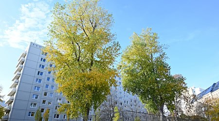 Laut dem neuen Klimaanpassungsgesetz soll es in Berlin bis 2040 eine Million Bäume geben. / Foto: Elisa Schu/dpa