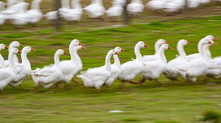 Rund um den Martinstag und Weihnachten ist Hochsaison für Gänsehalter. (Archivbild) / Foto: Robert Michael/dpa