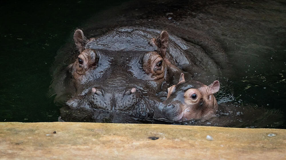 Ende September brachte Flusspferd-Mama Nala den kleinen Bullen auf die Welt. / Foto: -/Zoo Berlin/dpa