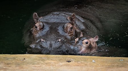 Ende September brachte Flusspferd-Mama Nala den kleinen Bullen auf die Welt. / Foto: -/Zoo Berlin/dpa