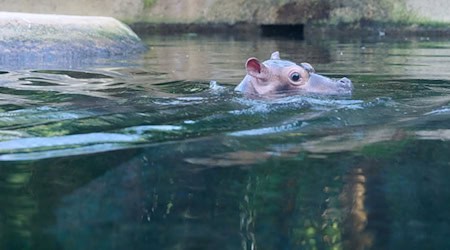 Mehr als 40 Kilogramm wiegt der kleine Bulle inzwischen. / Foto: Annette Riedl/dpa