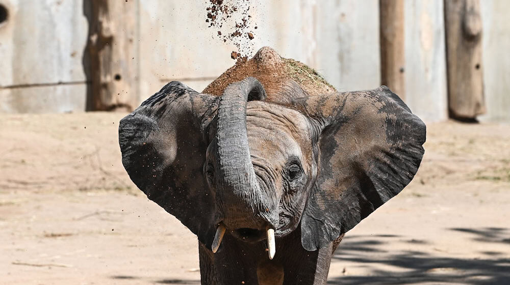 Die fünf Elefanten sollen bereits Anfang 2026 ihren Umzug antreten. (Archivbild) / Foto: Heiko Rebsch/dpa