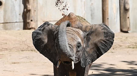 Die fünf Elefanten sollen bereits Anfang 2026 ihren Umzug antreten. (Archivbild) / Foto: Heiko Rebsch/dpa
