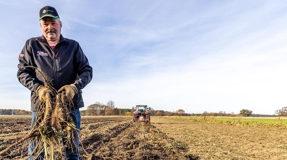 Der Gemüsebauer Dirk Richter erntet Meerrettich. / Foto: Frank Hammerschmidt/dpa
