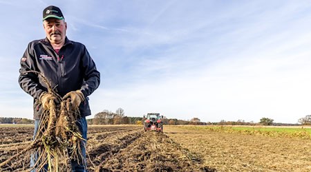 Der Gemüsebauer Dirk Richter erntet Meerrettich. / Foto: Frank Hammerschmidt/dpa