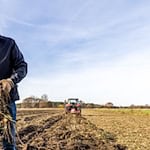 Der Gemüsebauer Dirk Richter erntet Meerrettich. / Foto: Frank Hammerschmidt/dpa