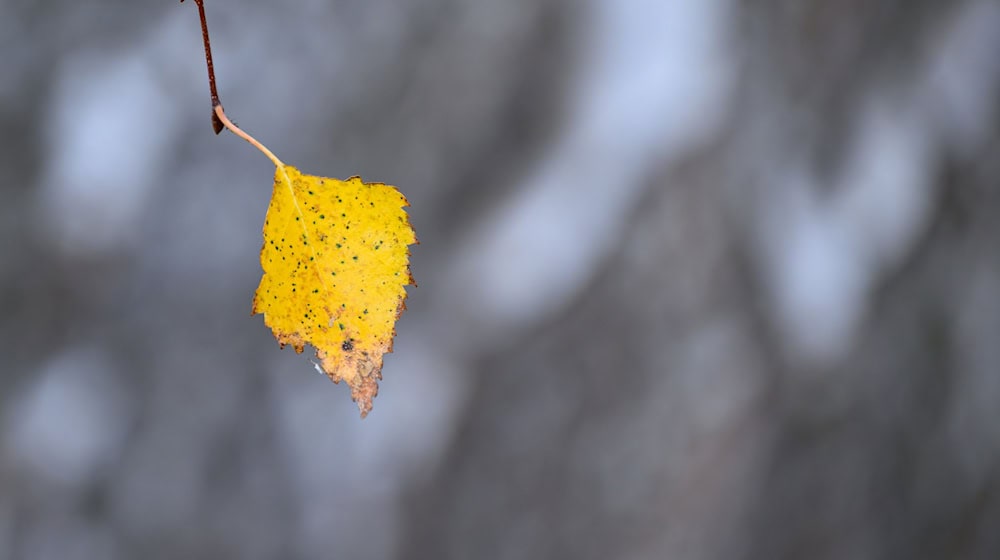 Zum Wochenende hin werden die Temperaturen winterlich.  / Foto: Patrick Pleul/dpa/ZB
